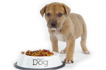 Posible Tecnología poco claro Dar de comer a nuestro perro | Centro Veterinario Mascoteros