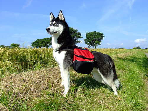 perro mochilero de excursión en el campo