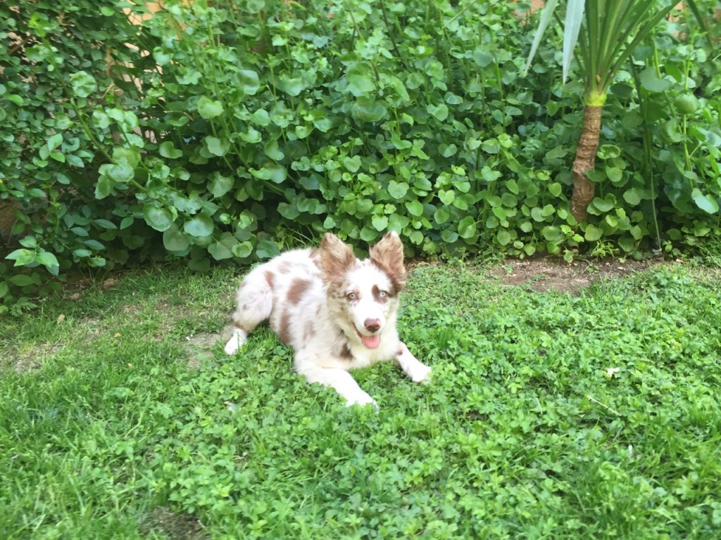 Mascota de Rocio Rodriguez Garcia
