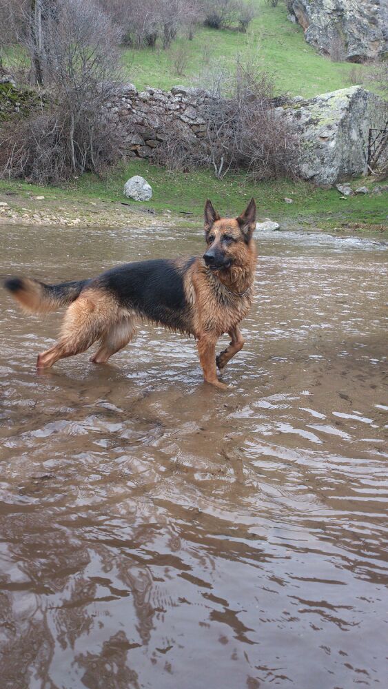 Perro de Txio Alonso