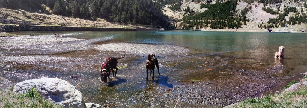 Perros en el lago de la Vall de Nuria. De Noelia Gil Menor