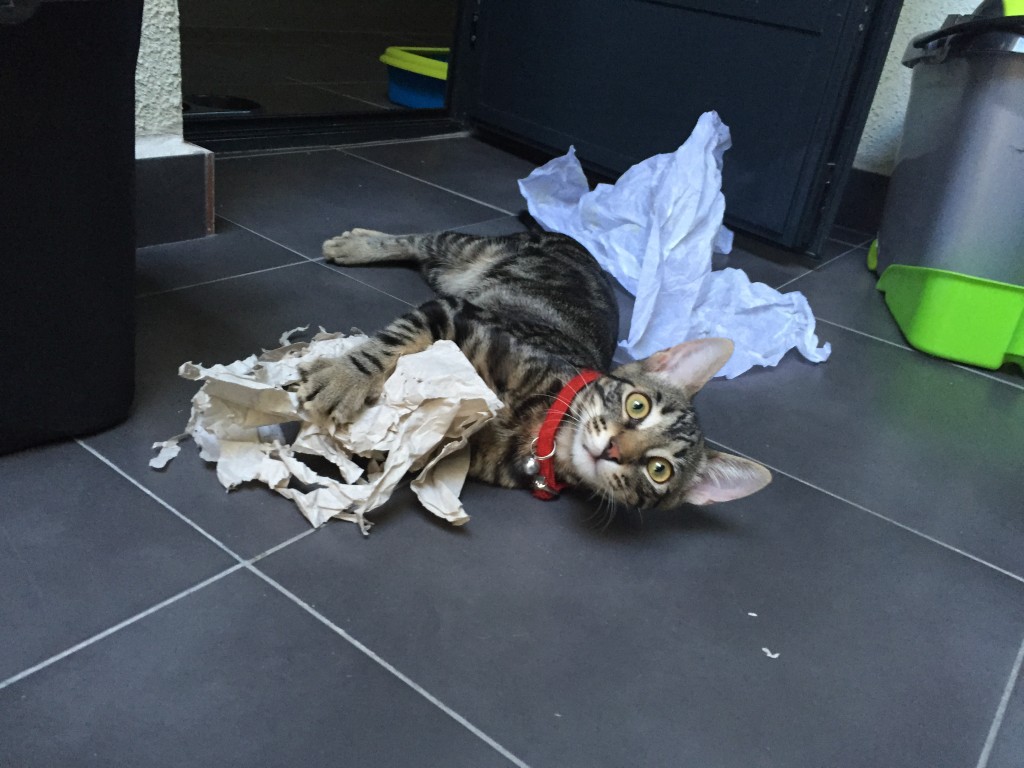 Angus, de Maryni Martínez