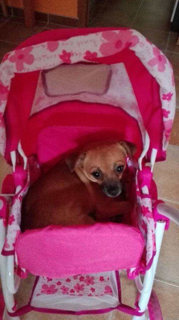 perrito de Cristina Mata