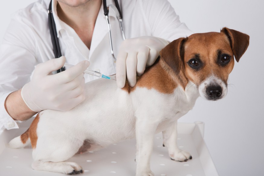 vacuna-perro-veterinario