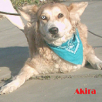 akira-1
