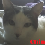 captura1-chini