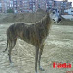 hada-1