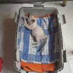 img-20150819-wa0008