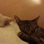 img-20150819-wa0009