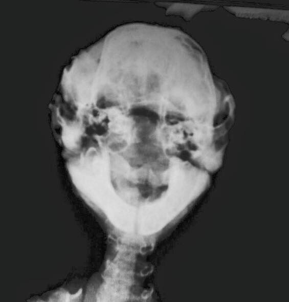 17492_338757852980432_8560522832510094632_n