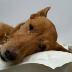 curro