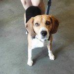 chico