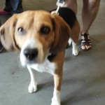 chico2