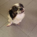 dulce