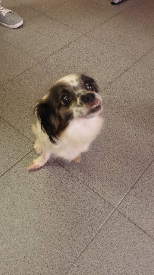 dulce