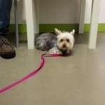 chapa2