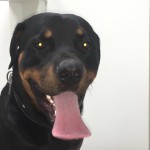 hector-4