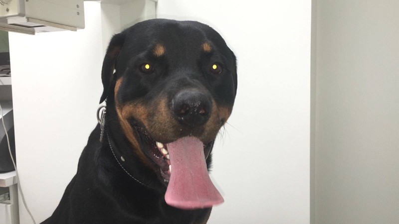 hector-4