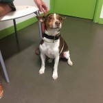 perrito