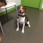 perrito2