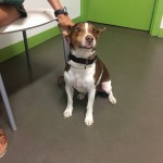 perrito3