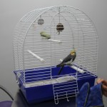 juanito