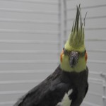 juanito-3