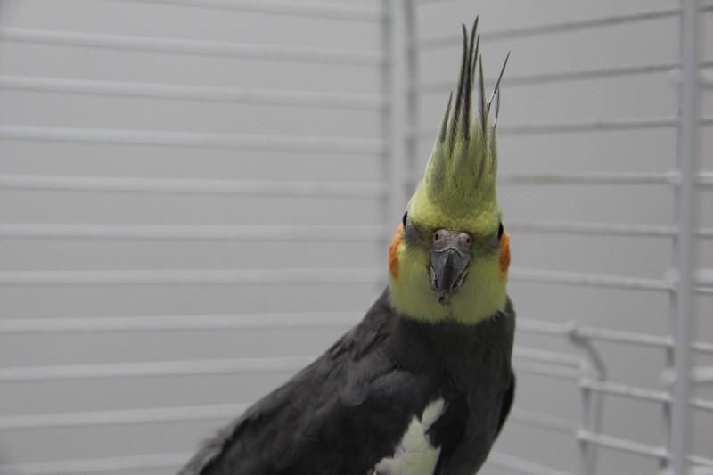 juanito-3