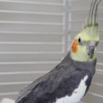 juanito-4