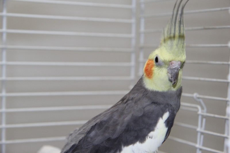 juanito-4