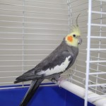 juanito-5