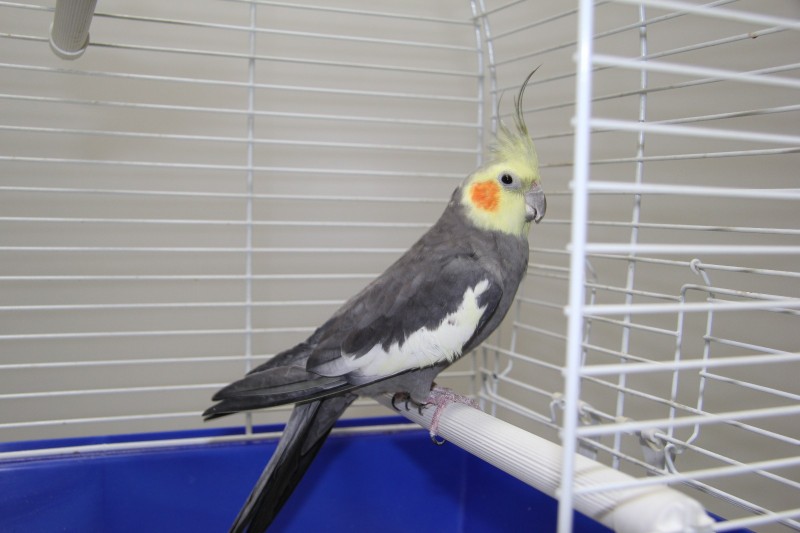 juanito-5