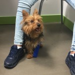 pepito