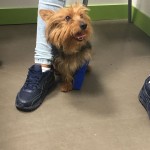 pepito-3