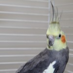 uanito-2