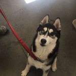 jara