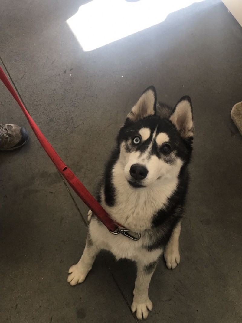 jara