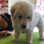 simba