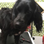 img-20171205-wa0043
