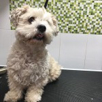 img-20171205-wa0047