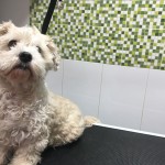 img-20171205-wa0048