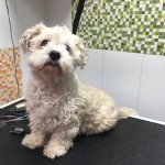 img-20171205-wa0049
