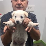 oso